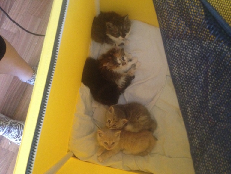 Отдам котят!