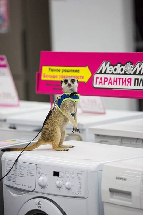 В Москве сбежал сурикат!