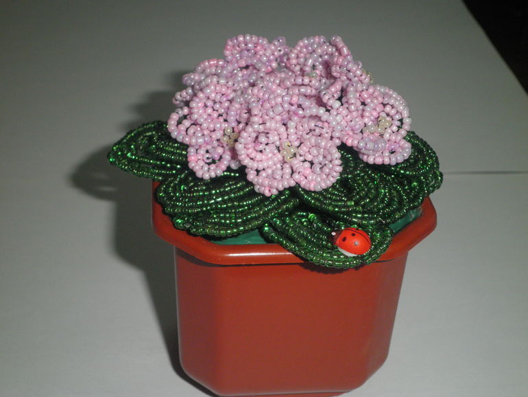 Мои первые фиалочки