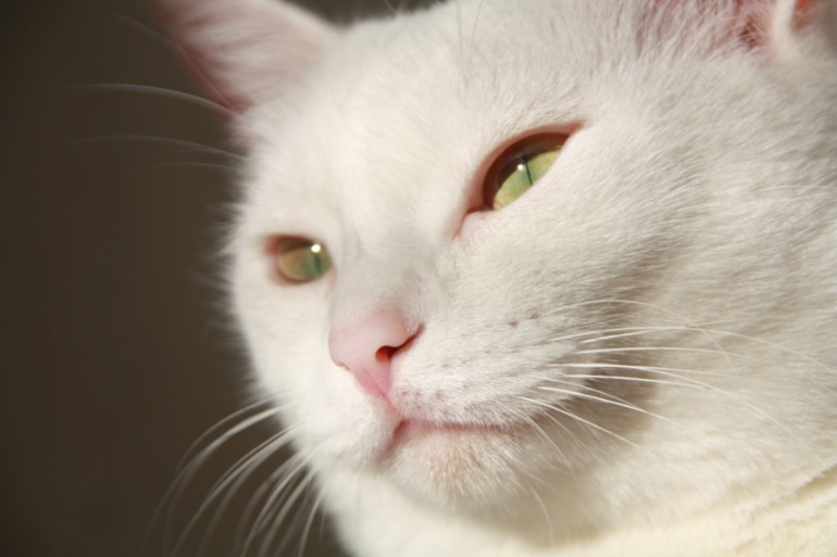 Радость солнышку =)