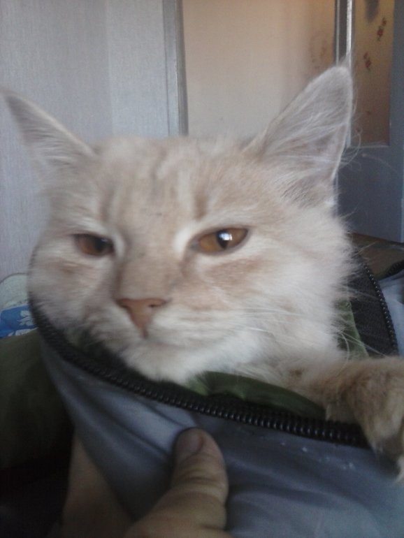 Ох уж эти кошки)