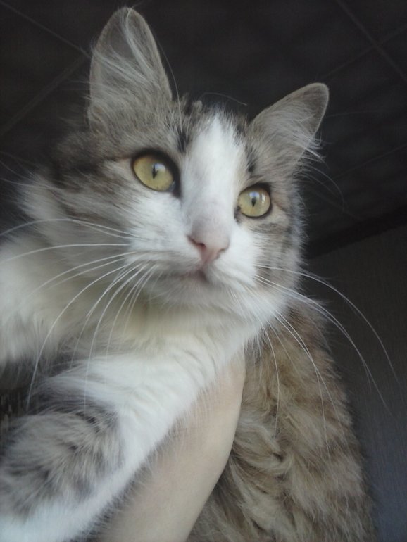 Ох уж эти кошки)