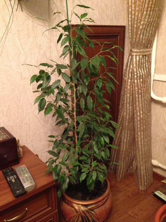 мои любимчики