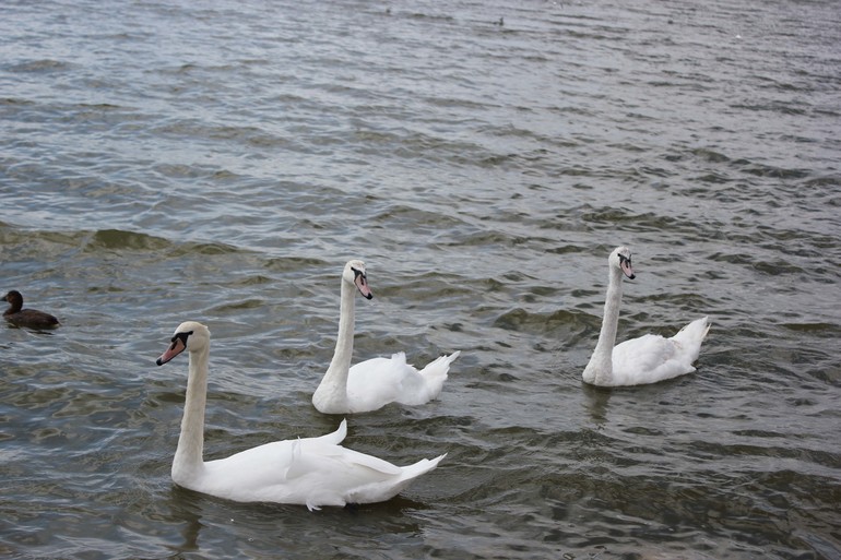 Урой№ 2 ВЫРЕЗАЕМ ОБЪЕКТ