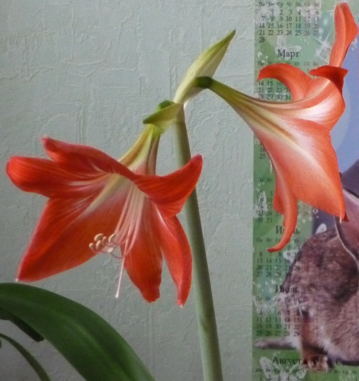 Продаю амариллисы
