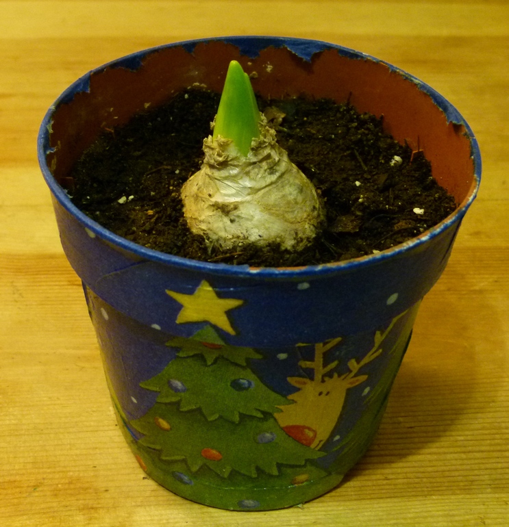 Гиацинт на выгонку