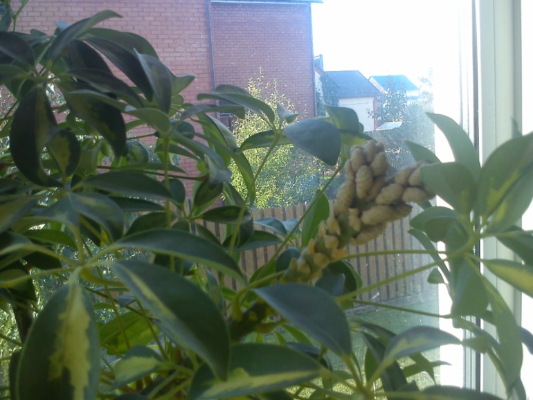 Шеффлера зацвела !!!!!!!!!