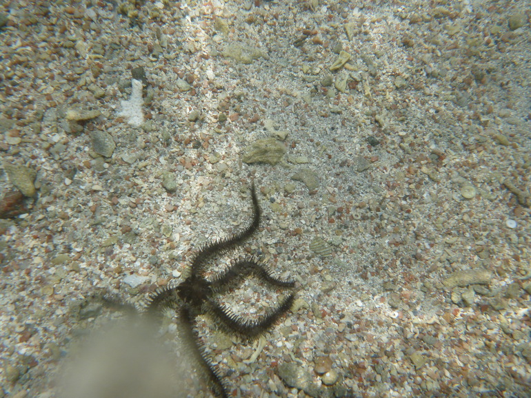 Royal Albatros Moderna 5* Шарм Эль Шейх. Египет.