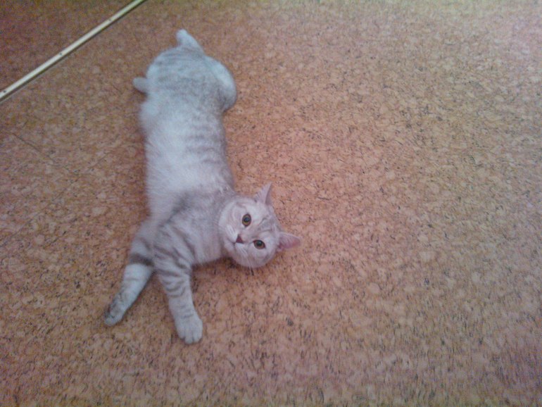 Принимайте и наших любимцев!:)