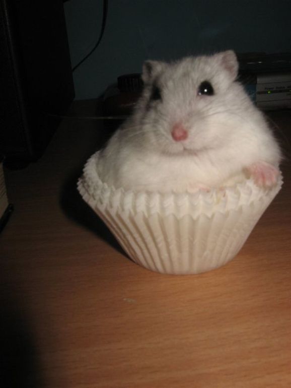 Самодельная Филадельфия???