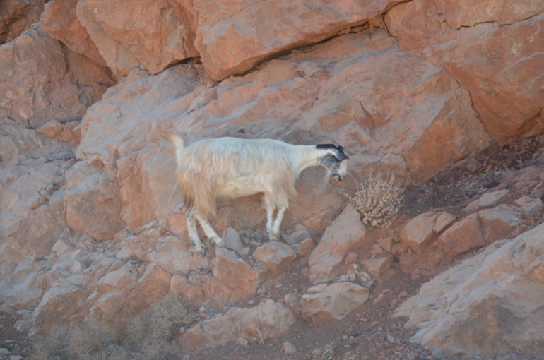 Aquis Zorbas Village и наши поездки по Криту. 1 часть