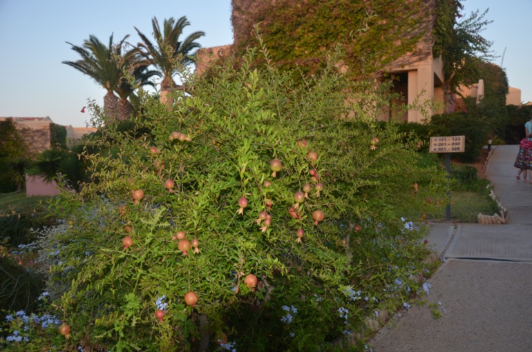 Aquis Zorbas Village и наши поездки по Криту. 2 часть