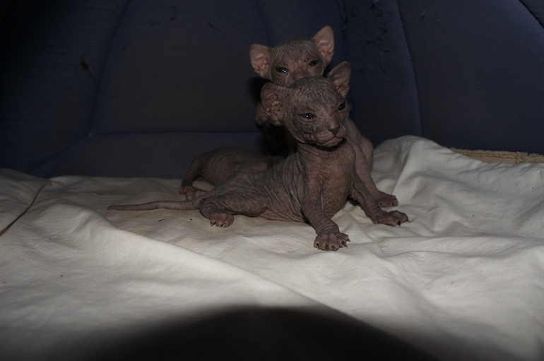 Наше семейство эльфов))))