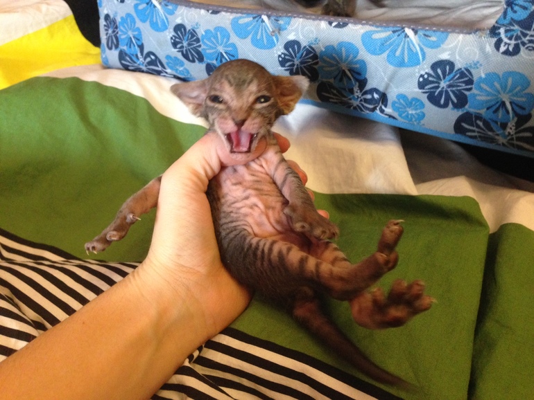 16 дней крыськам моим))