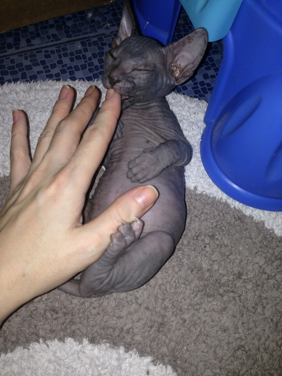 Ушастики наши любимые!