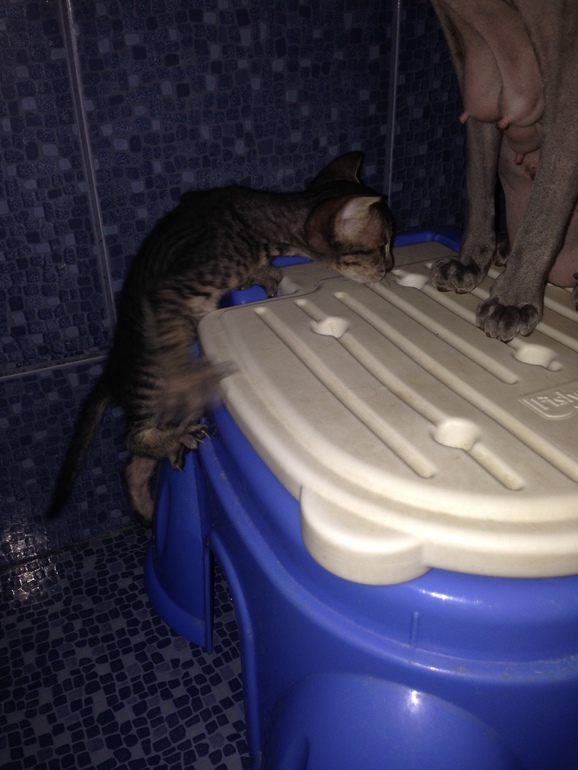 1 месяц ушастикам!!!))