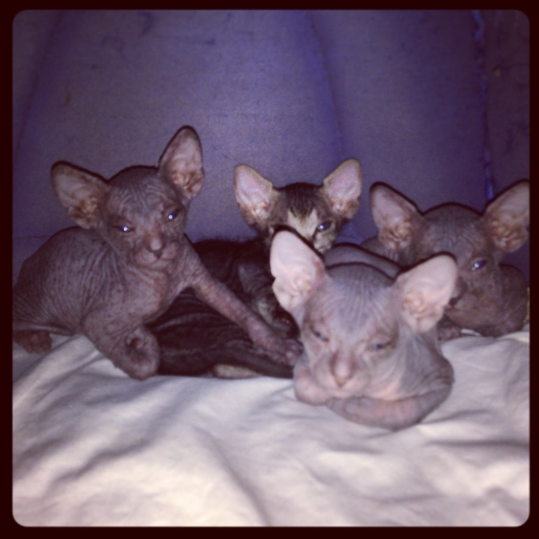 4 недельки крысяткам моим)))