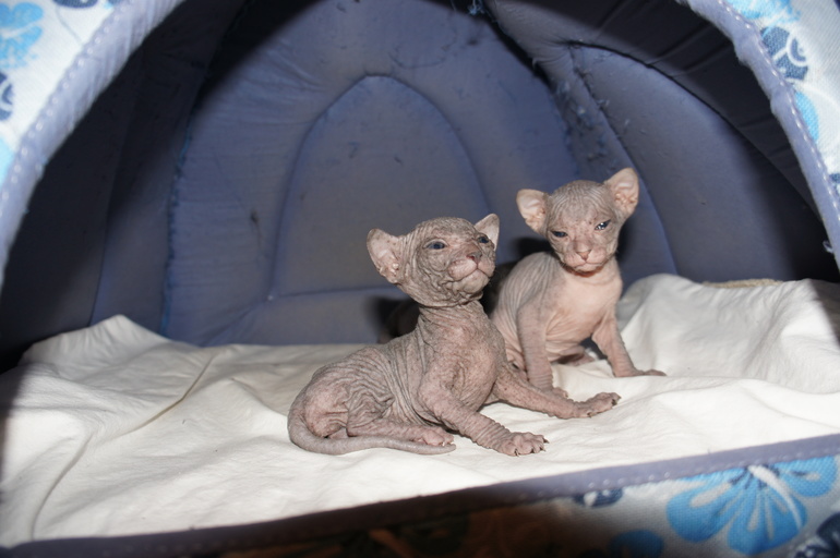 Наше семейство эльфов))))