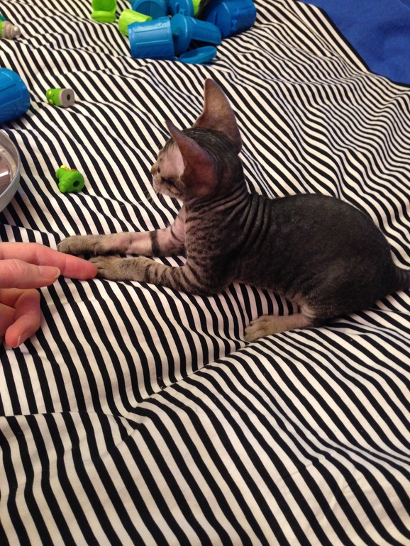 Ушастики наши любимые!