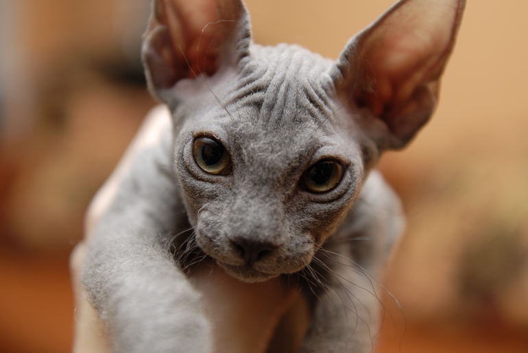 Волосатая Люська))