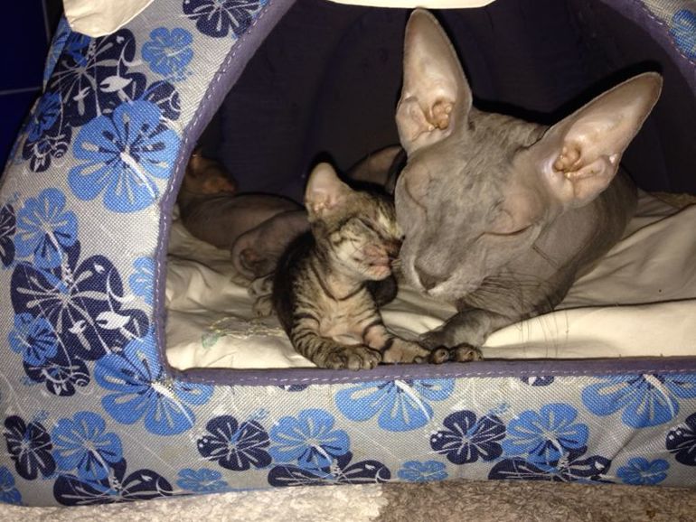 Наше семейство эльфов))))