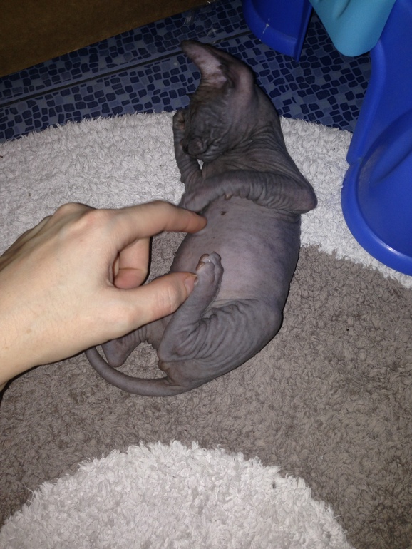 Ушастики наши любимые!