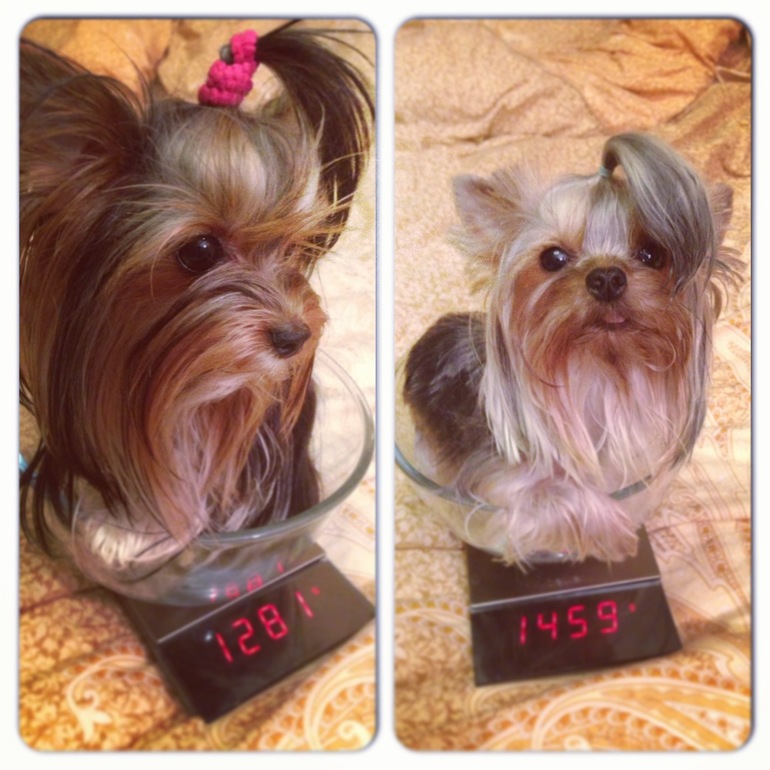 Куськины дела!