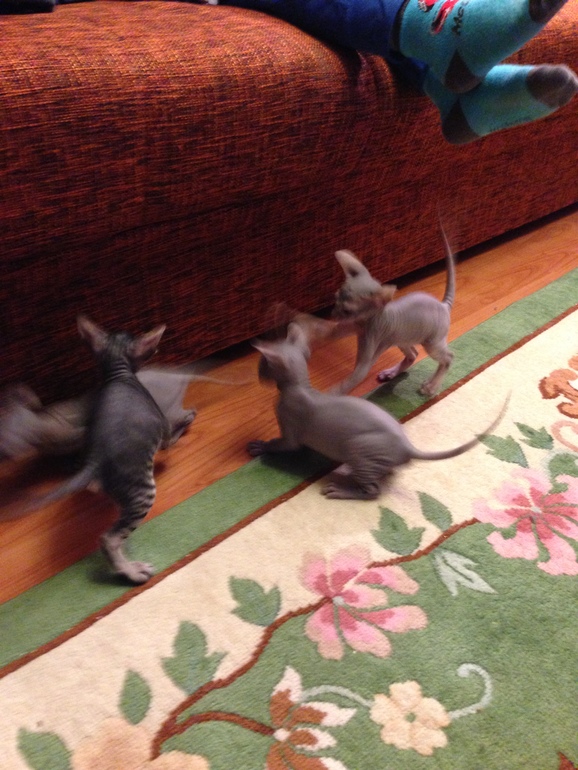 Ушастики наши любимые!