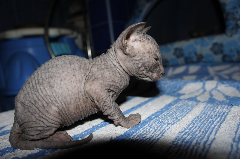 Наше семейство эльфов))))