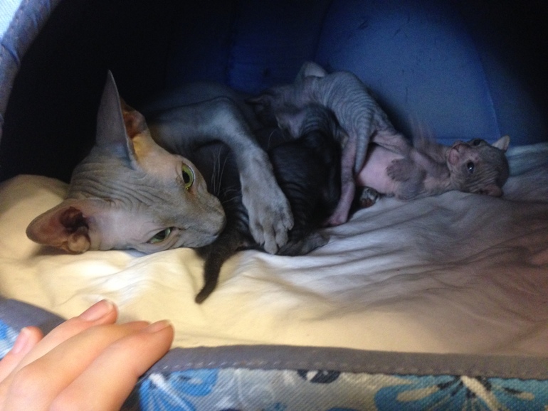 16 дней крыськам моим))