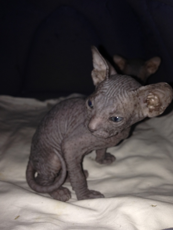 1 месяц ушастикам!!!))