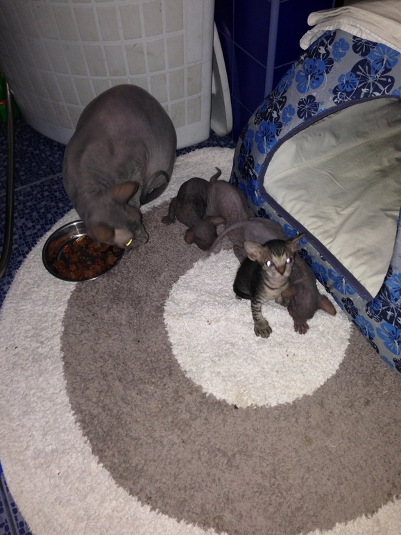 Наше семейство эльфов))))