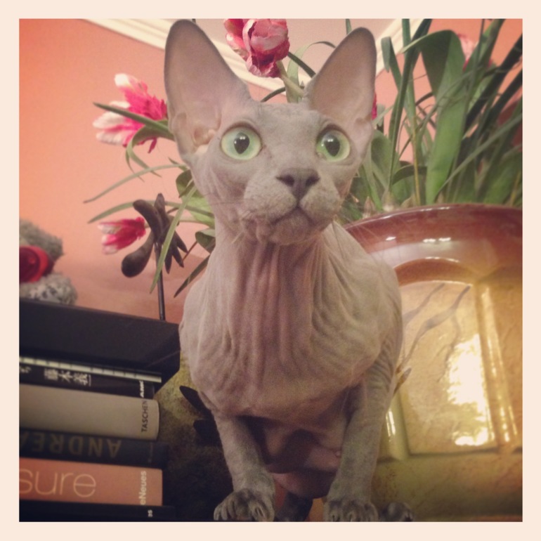 Про наших ушастых деток!)