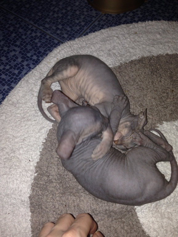 Ушастики наши любимые!