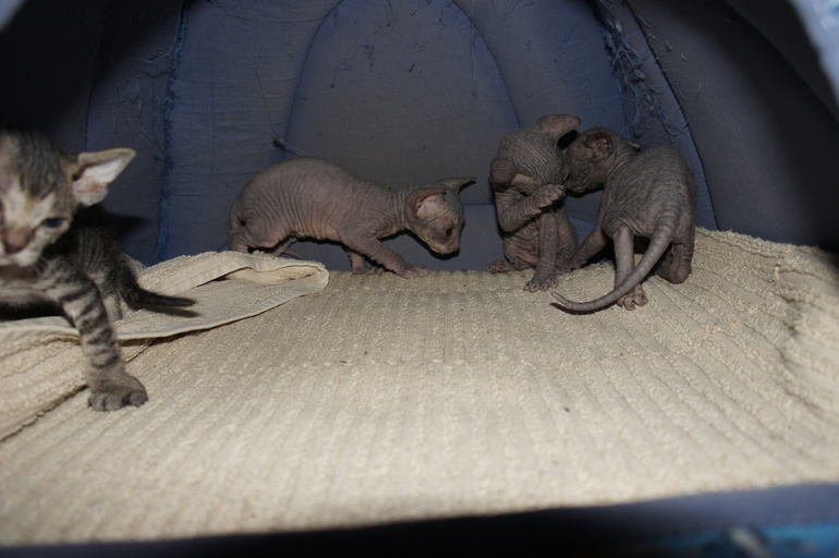 Наше семейство эльфов))))