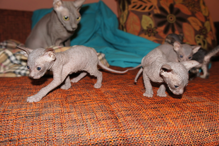 Наше семейство эльфов))))