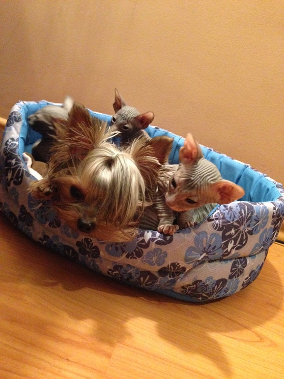 Наши малышастики!!!