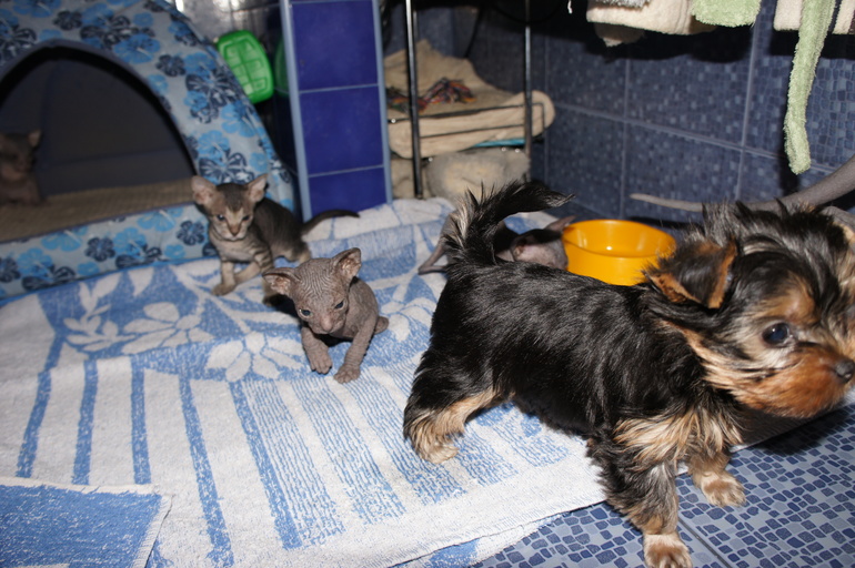 Наше семейство эльфов))))