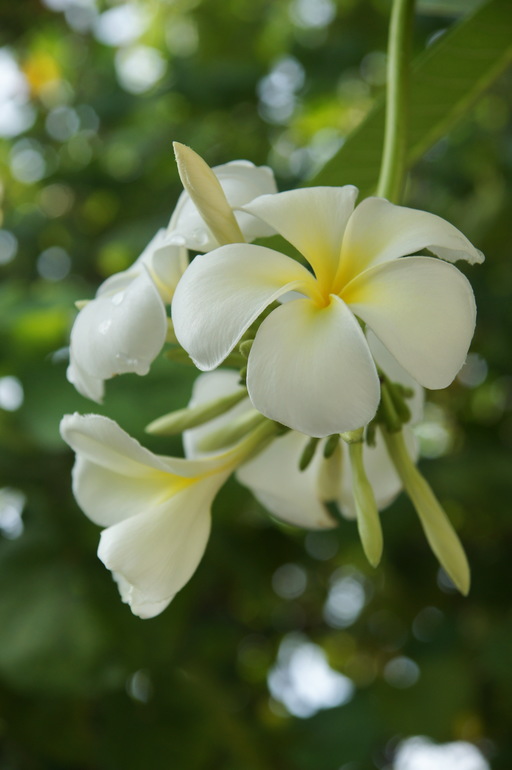 Про Мальдивы с двумя детьми - Часть 2 - Palm Beach Resort