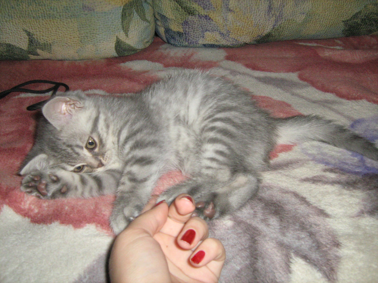 Мой обожаемый котейка))))