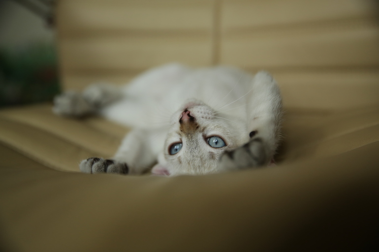 Наша Ефросиния