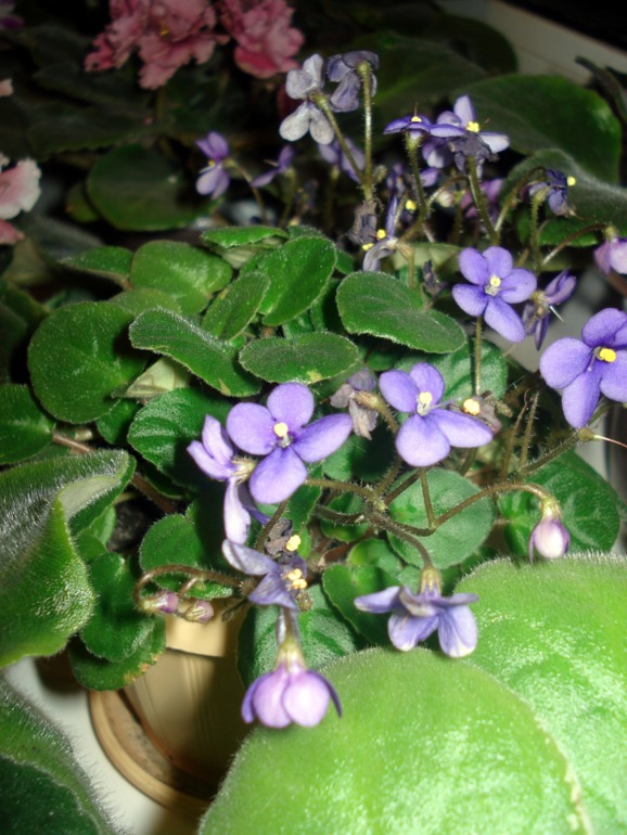 Как и обещала))