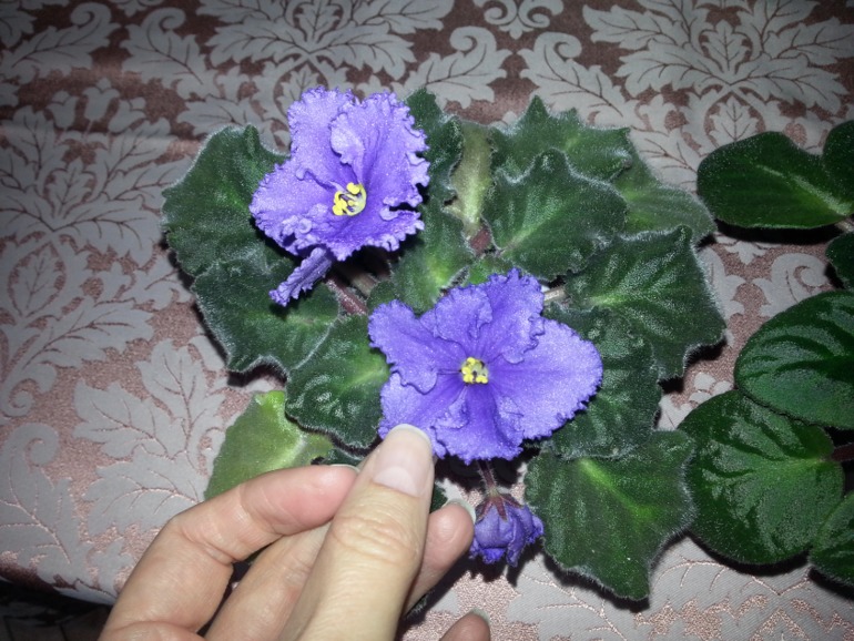 Как и обещала))