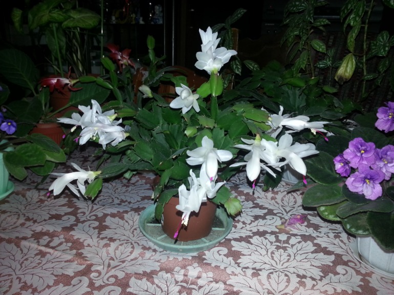 Как и обещала))