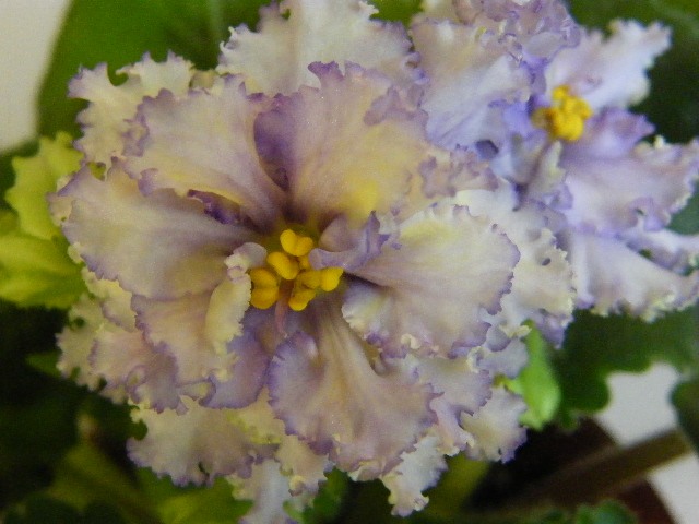 Отдам листики фиалок