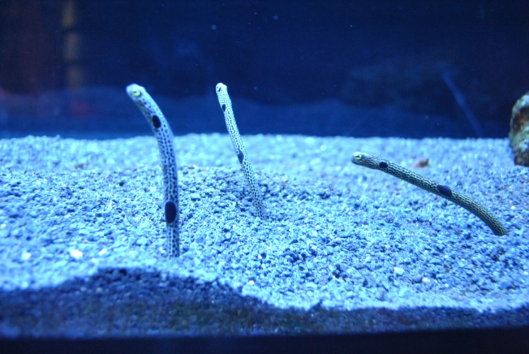 Аквариум в Монпелье!