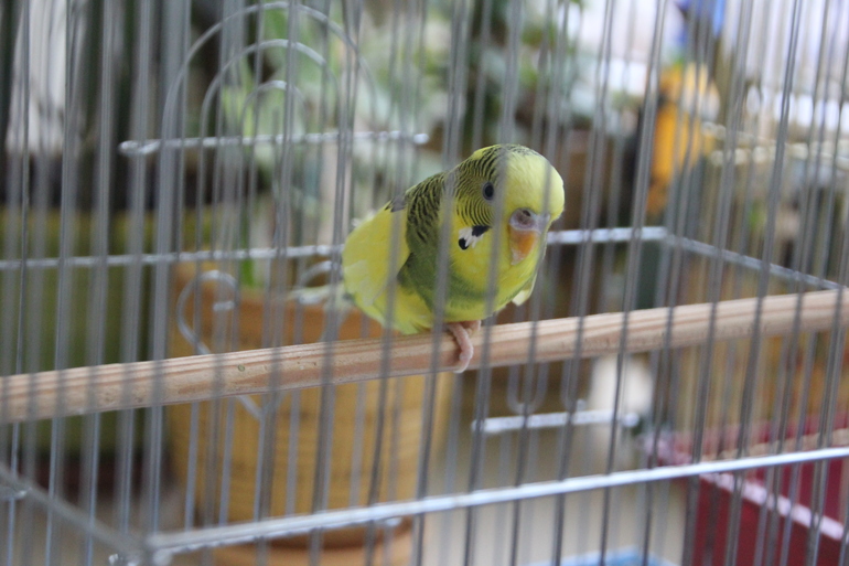 Забрала птиц!!!