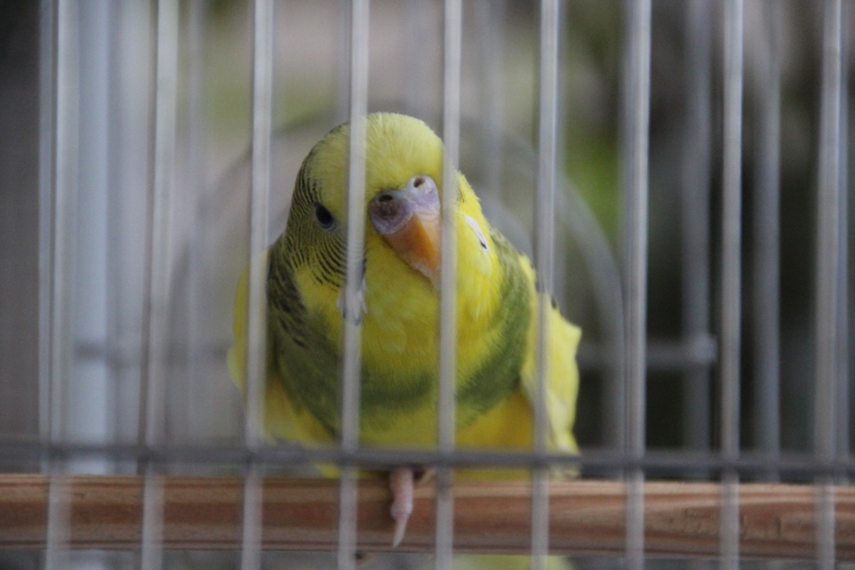 Забрала птиц!!!