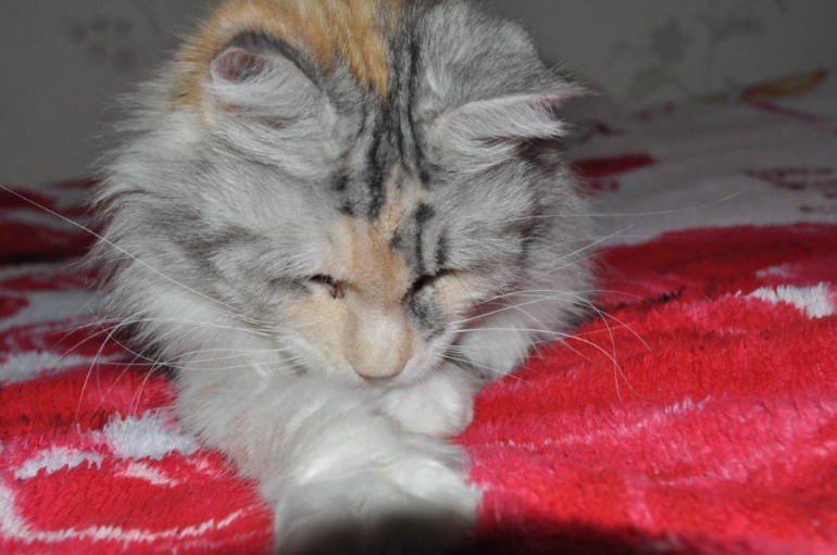 наш черепаховый мейн-кун