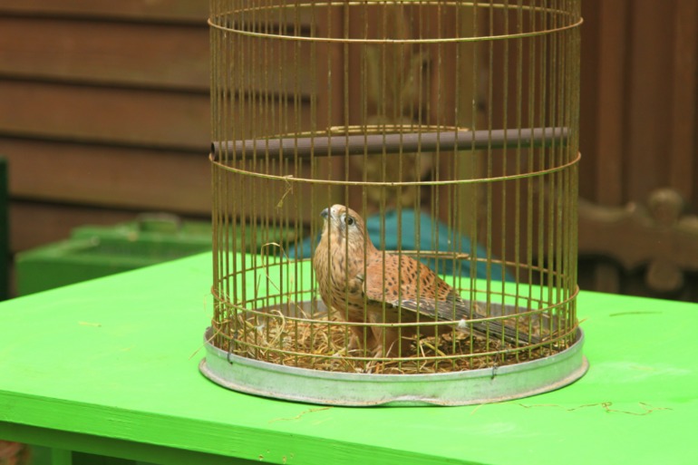 ЭПЦ «Царская пасека»